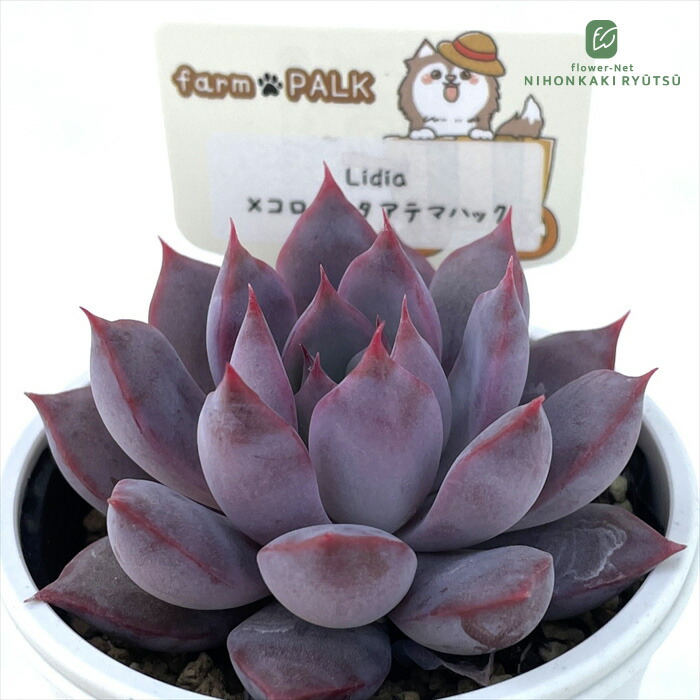 楽天市場】多肉植物 plkエケベリア コロラータ×コロラータタパルパ