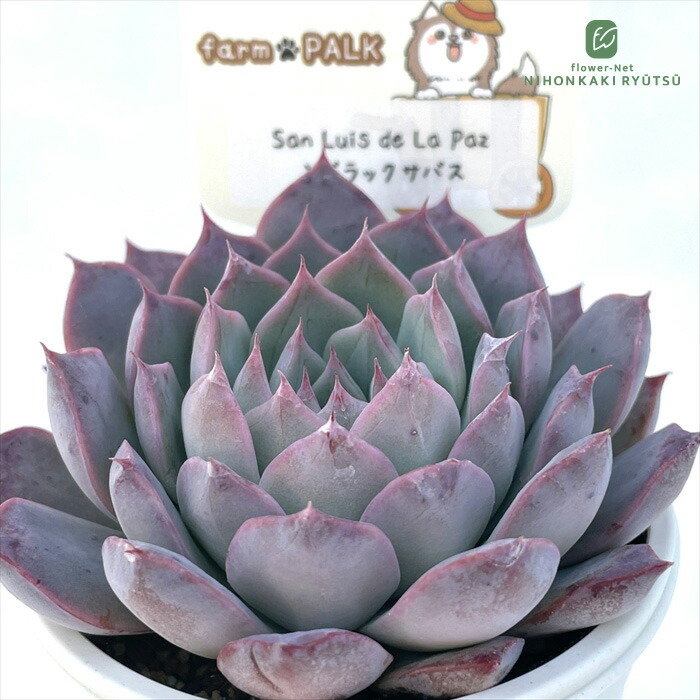 楽天市場】多肉植物 plkエケベリア コロラータ×コロラータタパルパ