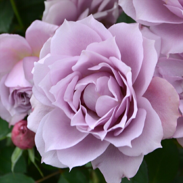 楽天市場】予約販売 バラ苗 バラ大苗 京阪園芸 あきつしま 四季咲き