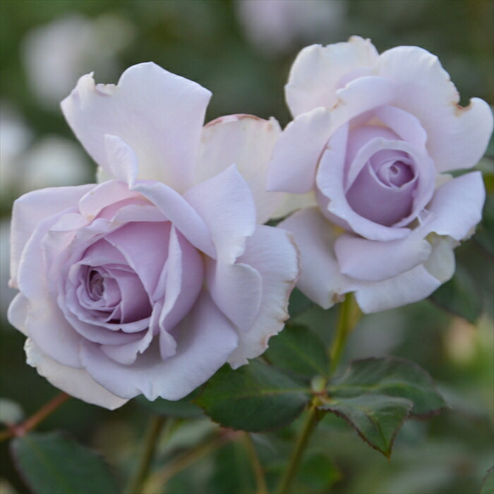 楽天市場】【楽天スーパーセール P5倍】 予約販売 バラ苗 バラ大苗