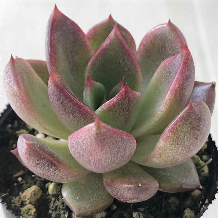 多肉植物 エケベリア　マリア 新入荷 レア新品 エケベリア マリア錦 多肉植物 - メルカリ