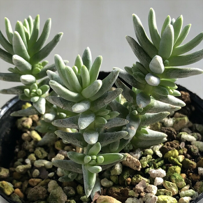 多肉植物 seセダム ゴンザレス セダム 7.5cmポット