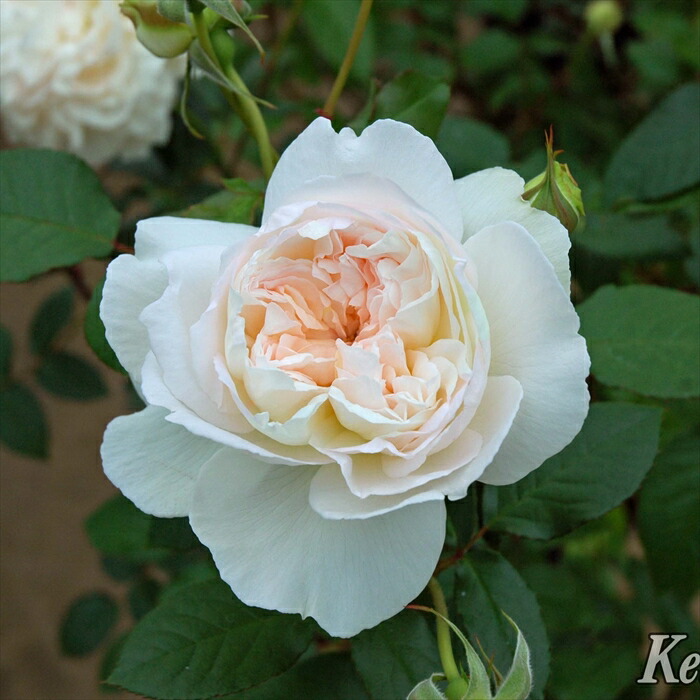 Rose Garden ボレロ My roses🌹🌿 ボレロ Bolero🇫🇷🌹 鉢植えのボレロ 花壇にも植えてい