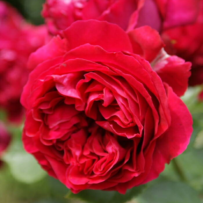 楽天市場】バラ苗 【ルージュピエールドゥロンサール】 (大苗) つる