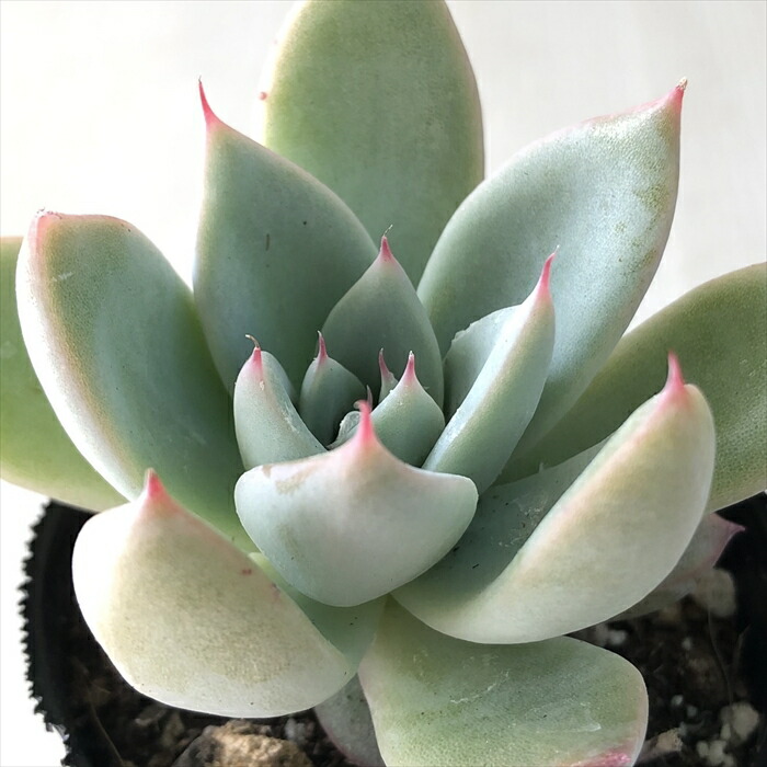 エケベリア 多肉植物 緑色 多肉植物 kswエケベリア ライムグリーン 柏屋商店さん苗