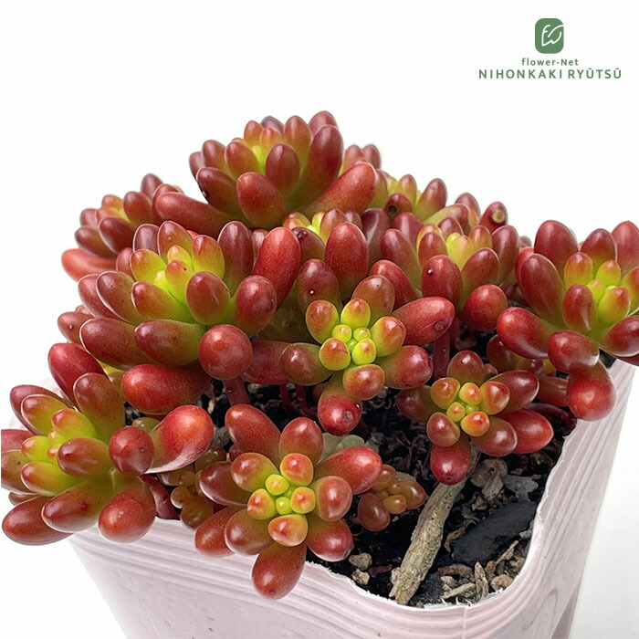 エケベリア・セダム gakky エケベリア・セダム gakky エケベリア・セダム gakky エケベリア