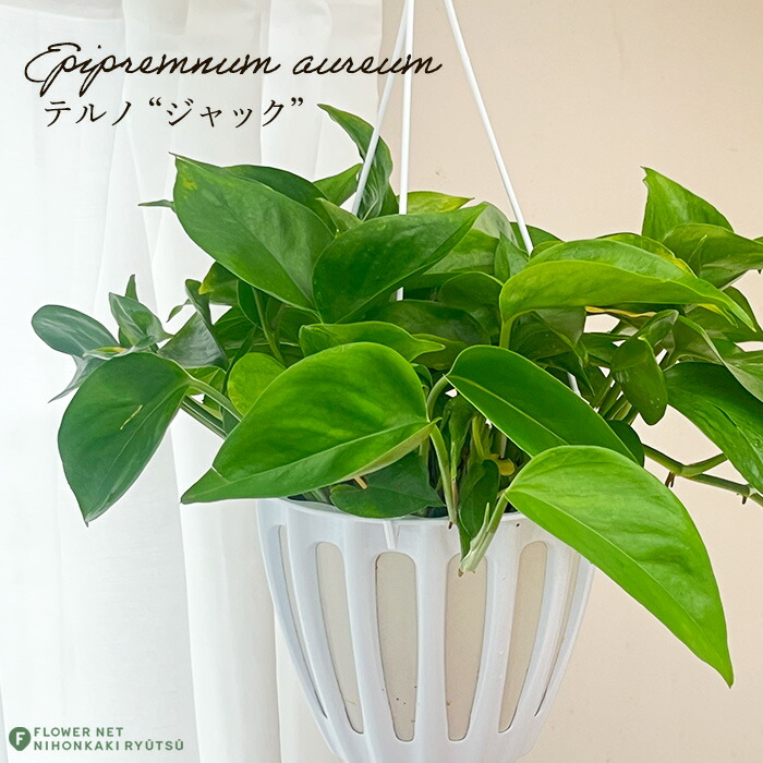 楽天市場】観葉植物 ポトス テルノ No.021 カグヤ 8cmポット