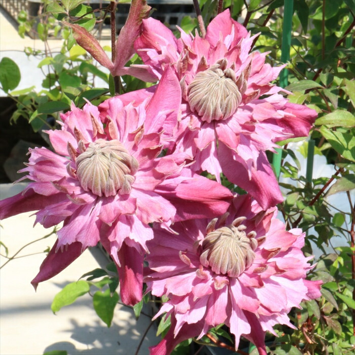 楽天市場】予約販売 クレマチス 苗 チェリーカクテル 品種登録出願中