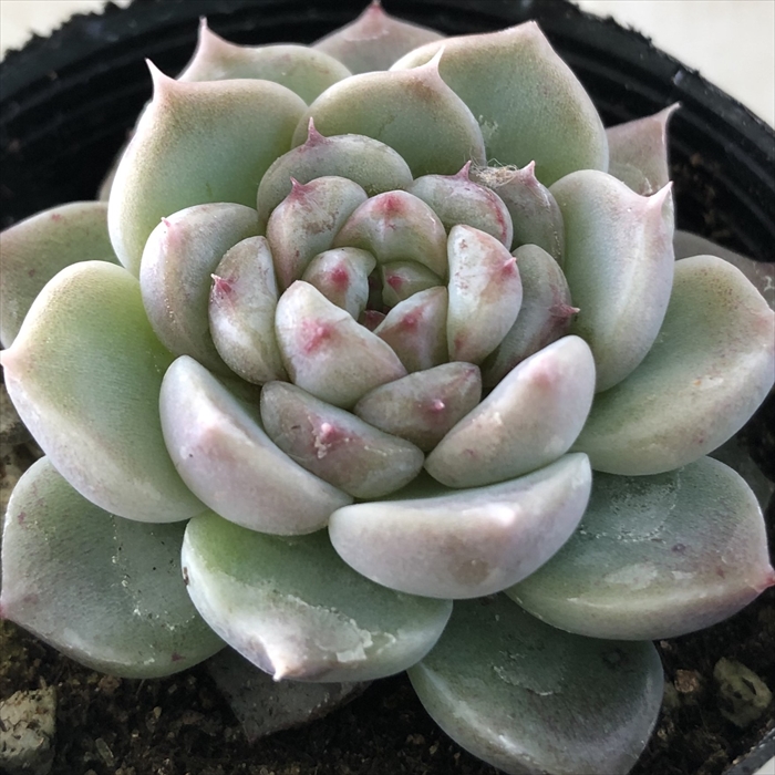 多肉植物　アンストーン Amazon.co.jp: アンストーン 多肉植物7.5㎝ポッ ト エケベリア 根付苗