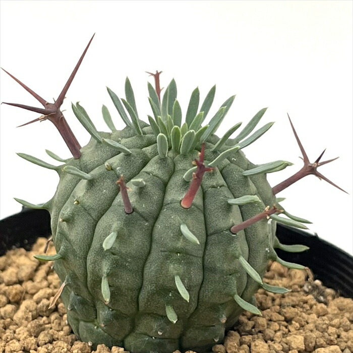 ユーフォルビア　バリダ 楽天市場】多肉植物 caユーフォルビア バリダ 7.5cmポット 多肉