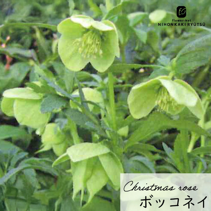 楽天市場】クレマチス 苗 マクロペタラウェッセルトン アトラゲネ系