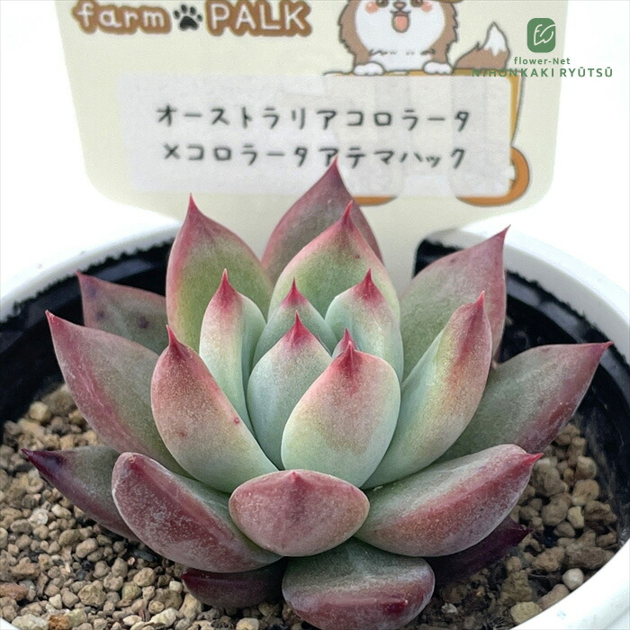 楽天市場】多肉植物 yukエケベリア 雪蜂×Ebony 多肉植物 優木園さんの