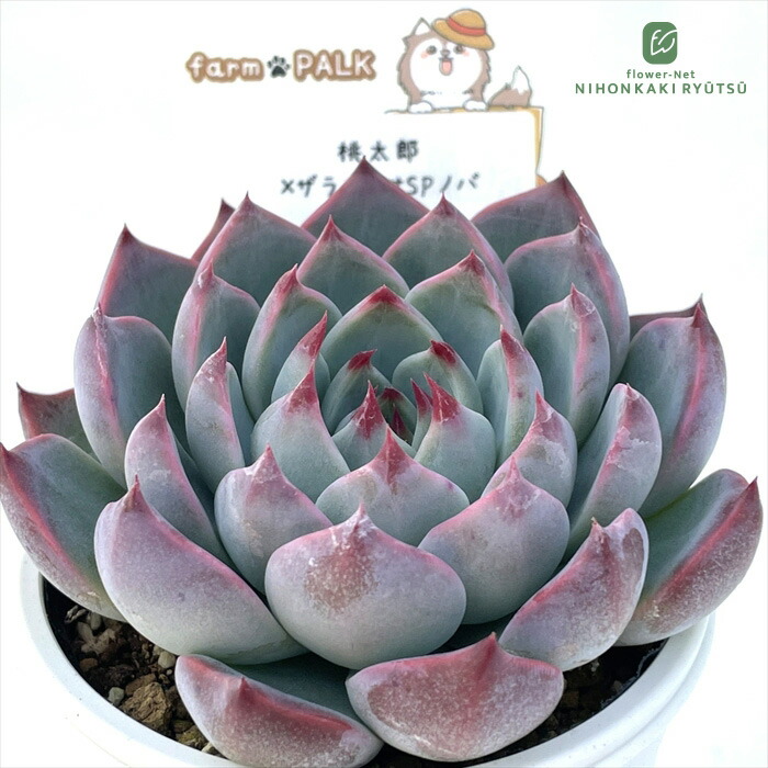 楽天市場】多肉植物 oriミックスベリア No.073 ホットワイン 多肉植物