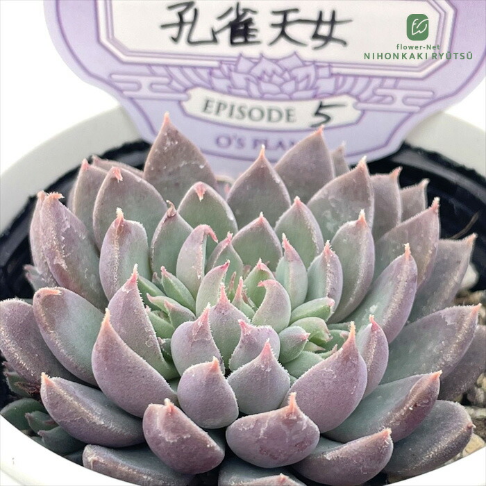 楽天市場】多肉植物 O's銀天女物語 EPISODE 03 大海天女 多肉植物 O's