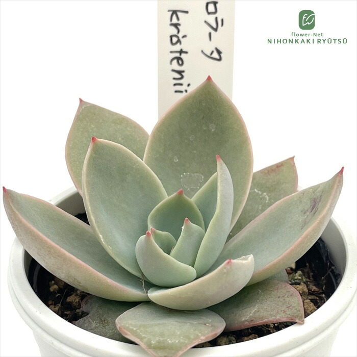 楽天市場】多肉植物 O'sエケベリア メキシコプリドニス×ホリコロ 多肉