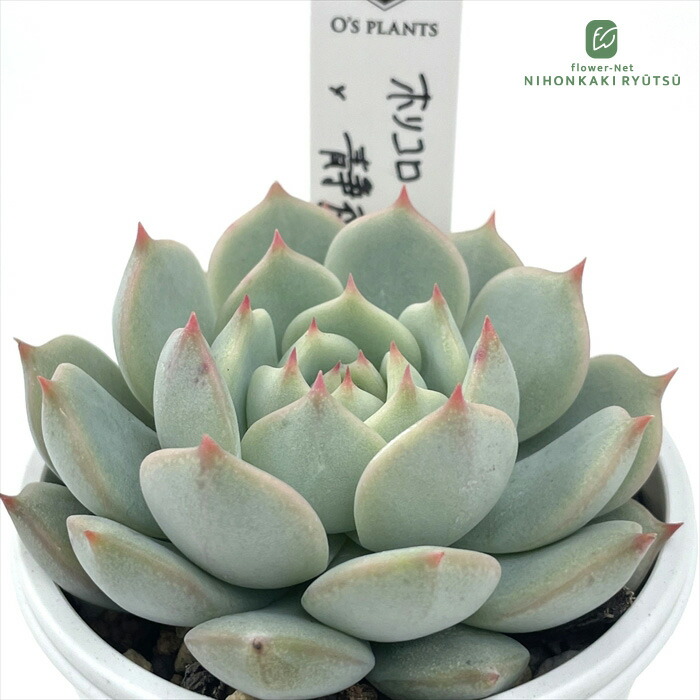 葉挿し苗✨コロラータデザートハーモニー✨ colorata 'Haage' 'Desert Harmony' | 無職インセクトの多肉&アクアリウム