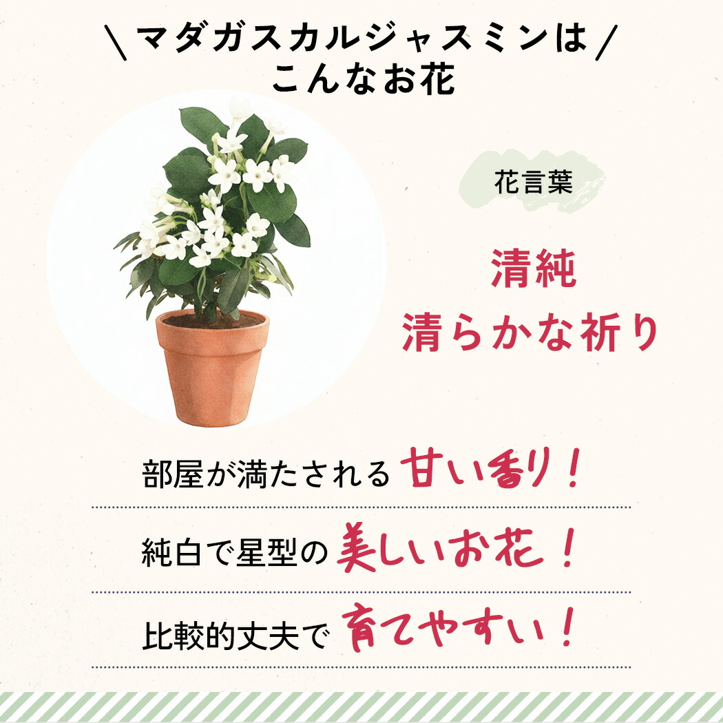 母の日 プレゼント まだ間に合う マダガスカルジャスミン 4号鉢 送料
