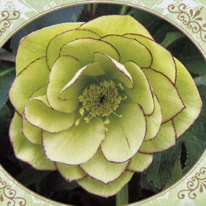 楽天市場】クリスマスローズ苗 開花見込大株 ダブルピンクブロッチ