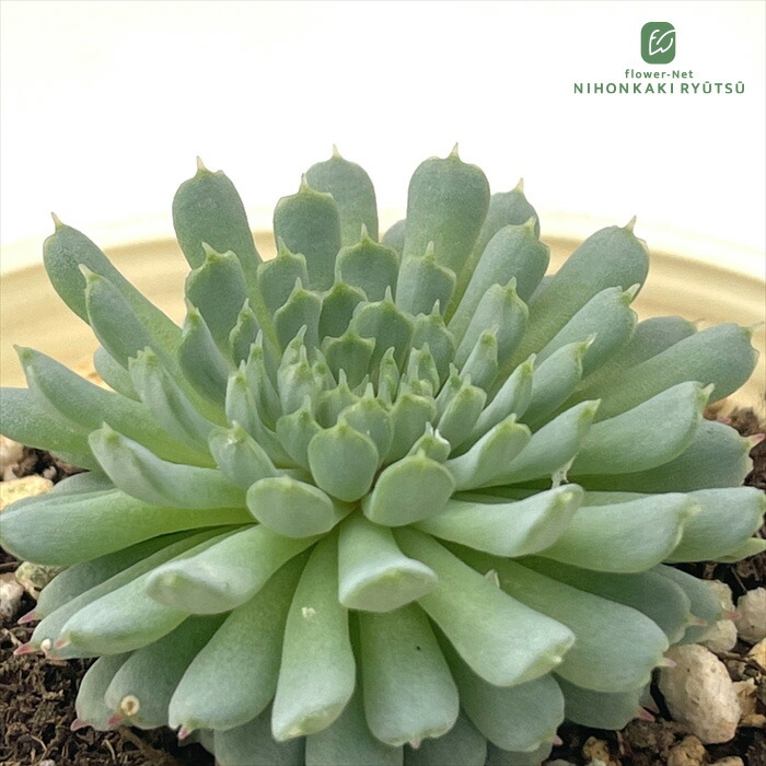 古都の葉　小桃いろは 多肉植物 kthグラプトセダム 小桃いろは 品種登録出願中 古都の