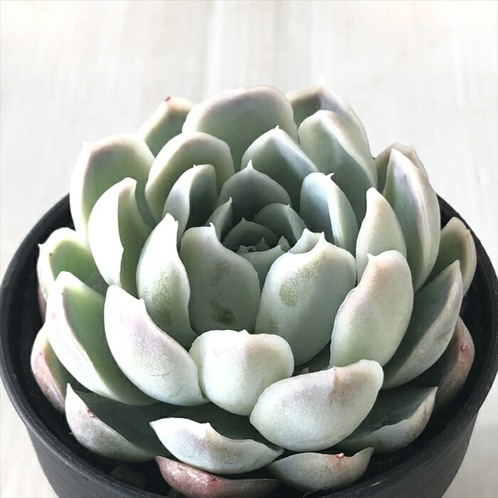 古都の葉　小桃いろは 多肉植物 kthグラプトセダム 小桃いろは 品種登録出願中 古都の