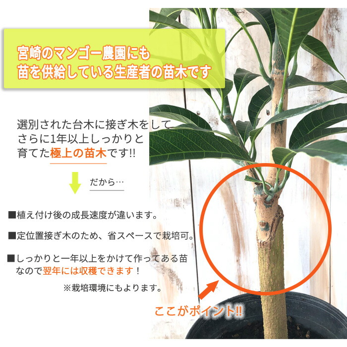 キンコウマンゴー苗6号サイズ