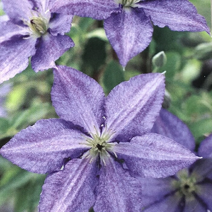 楽天市場】予約販売 クレマチス 苗 風の方位 フロリダ系 及川フラ