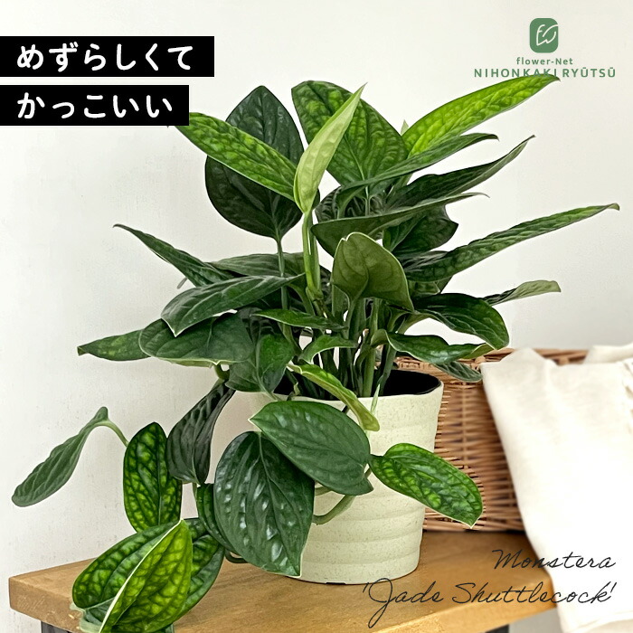 楽天市場】観葉植物 cot スキンダプサス トレビー 4号鉢