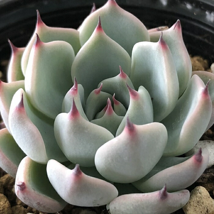楽天市場】多肉植物 skエケベリア サンチェスタコ 多肉植物 楽天市場】多肉植物 skエケベリア サンチェスタコ 多肉植物