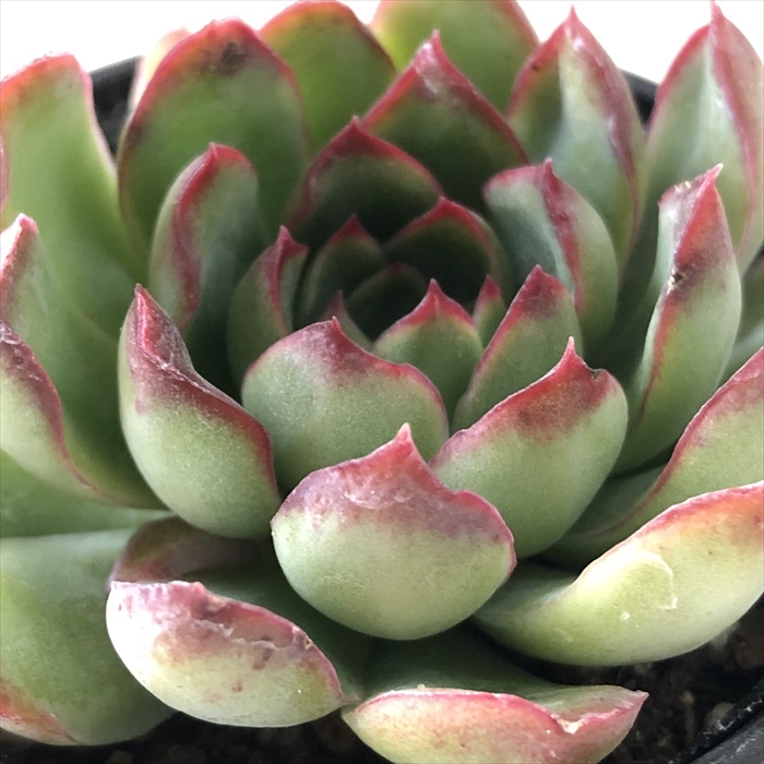 楽天市場】多肉植物 hxエケベリア フィオナ×ホーリンゼ 多肉植物