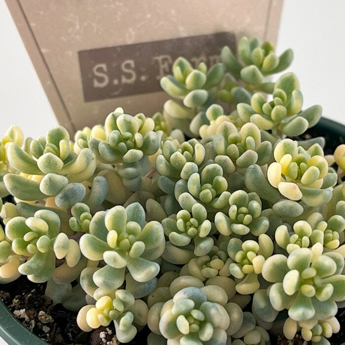 エケベリア・セダム tococo 楽天市場】多肉植物 hxエケベリア セプテンバーモーン×コロ