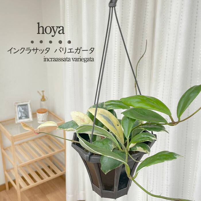 ホヤ hoya ミントコイン 4号 吊り鉢 ホヤ hoya ミントコイン 4号 吊り鉢