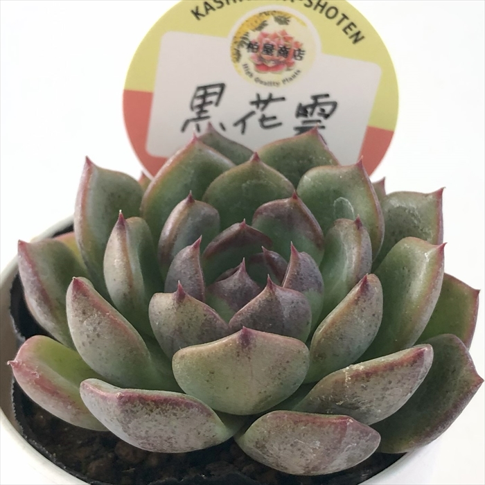 フィオナ錦　ビッグサイズ　多肉植物　エケベリア フィオナ錦ビッグサイズ多肉植物エケベリア