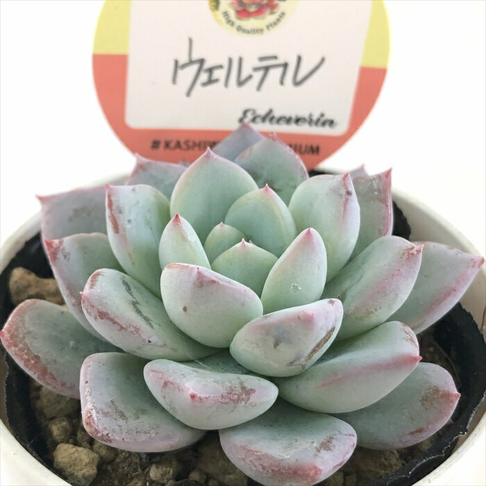 楽天市場】多肉植物 kswエケベリア ダークオパール 柏屋商店さん苗