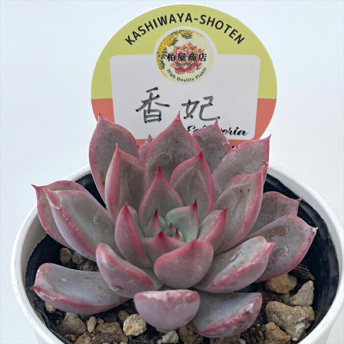 セール！多肉☆エケベリア・７種 楽天市場】多肉植物 skエケベリア トルセンシス×ラウイ 多肉植物