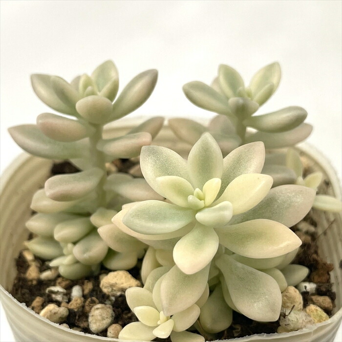 コ*イ様 クラッスラ　ルペストリス錦　多肉植物　大きめ　大量　育苗コンテナのすべ 楽天市場】多肉植物 クラッスラ ルペストリス錦 6cmポット 観葉