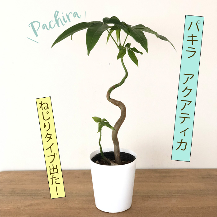 美白 パキラ ミルキーウェイ 接木 5号鉢 Amazon｜観葉植物 斑入りパキラ ミルキーウェイ 5号鉢 パキラ