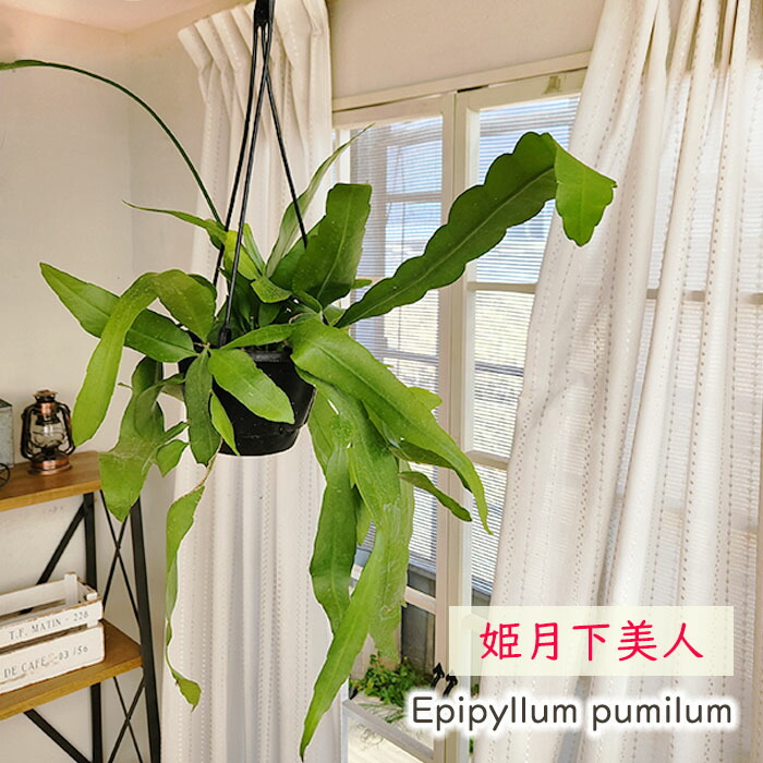 月下美人の苗木 楽天市場】月下美人苗苗 月下美人 とても珍しい花月下美人 : 園芸