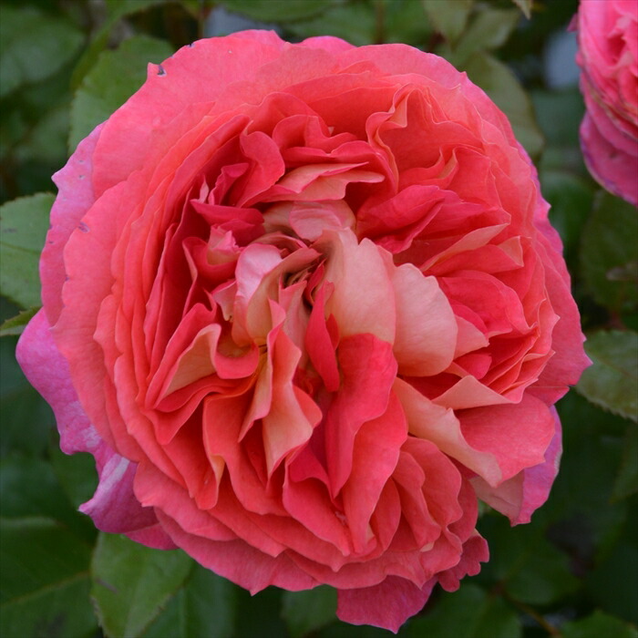 楽天市場】予約販売 バラ 苗 バラ 新苗 ロサ オリエンティス