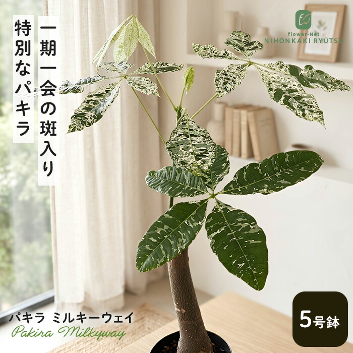 楽天市場】【最大50%offの超特価セール】数量限定 斑入り パキラ 楽天市場】【最大50%offの超特価セール】数量限定 斑入り パキラ