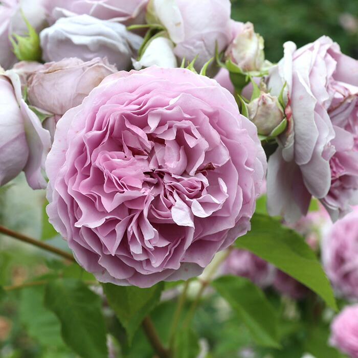 楽天市場】予約販売 バラ苗 バラ大苗 ロサ オリエンティス ルクソール