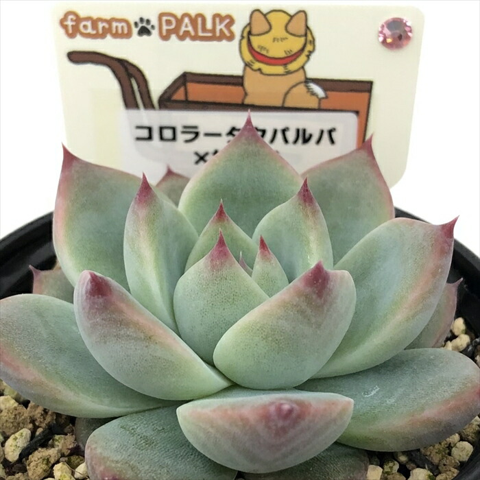 楽天市場】予約販売 多肉植物 PAL nae セレクション No.014