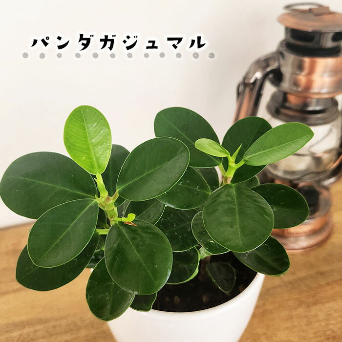 楽天市場】カワイイ パンダガジュマル 4号 おしゃれな観葉植物