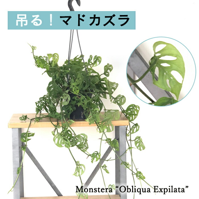 楽天市場】多肉植物 caオペルクリカリア パキプス 実生 7.5cm