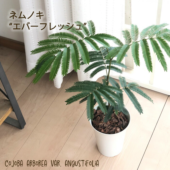 楽天市場】ネムノキ エバーフレッシュ 幹太 4号サイズ 鉢植え