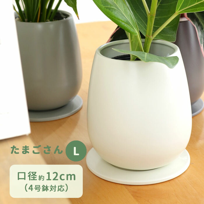 楽天市場】資 QDA-600 WH 4号丸深尻丸 受皿付 陶器 鉢 植木鉢