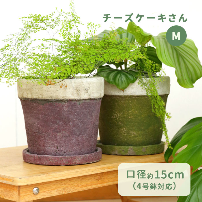 ☆希少☆ レア 観葉植物 オシャレ シーグレープ スパイラル 4寸