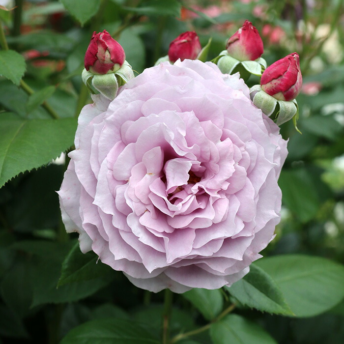 薔薇 日本花キ流通 予約販売 ミニバラ サラマンダーアサミ 3号ポット