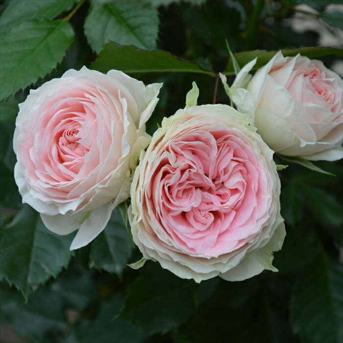 セット売りです。バラは考えていません！！ 楽天市場】＼まだ間に合う／ 母の日 プレゼント バラ コルデス