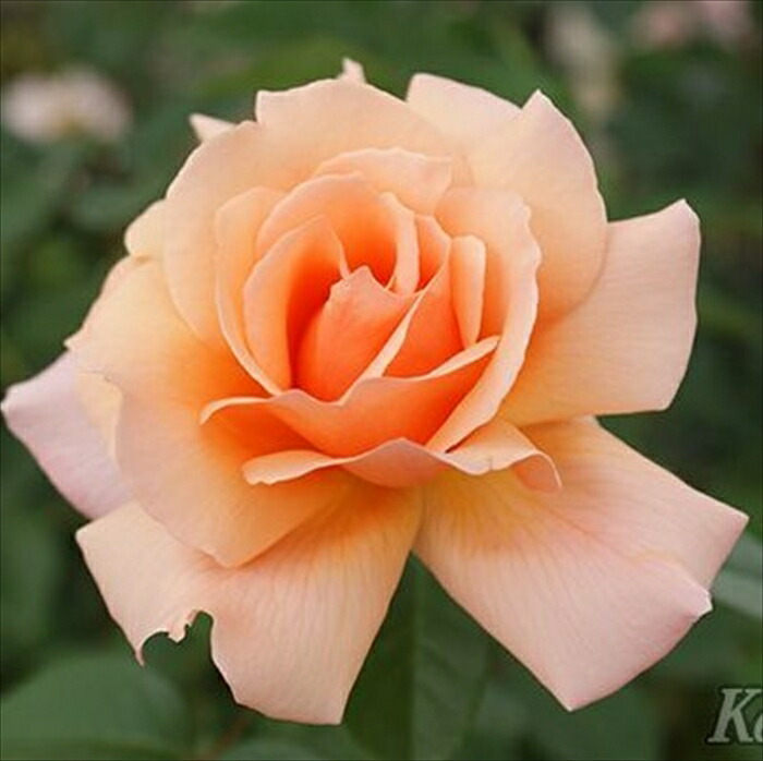 Beaniebaby様♡ご予約　バラ苗 Beaniebaby様♡ご予約 バラ苗