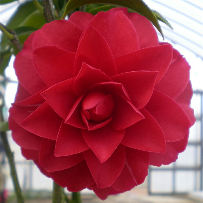 楽天市場】予約販売 雪椿 雪乙女 12cmポット 開花予定株 八重咲き椿